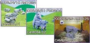 養牛カメラ録画イメージ